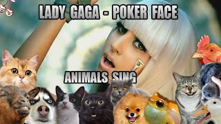 Lady Gaga - Poker Face (Animal Cover)