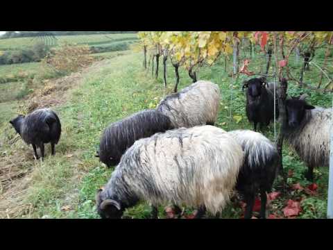 PERMAKULTUR im Weinberg: - Schafe im Weinberg - Winzerhof Linder in Endingen