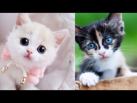 Baby Cats - Cute and Funny Cat Videos Compilation | Aww Animals