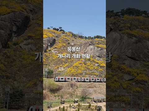 서울 봄 나들이 추천 응봉산 개나리 개화 현황 2026.4.2