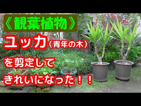 屋外のユッカケア 掘り出す 根茎のセクション カットセグメント