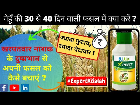 JU 1L Xpert CNS Crop Nutritional Supplement