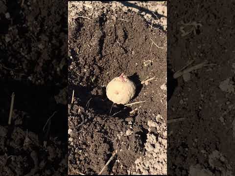  8月にジャガイモを植える：さまざまな技術と方法は何ですか？  庭園