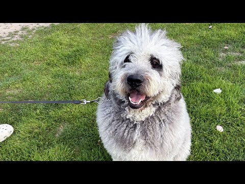 Family grieves dog shot by LAPD officer during Knicks celebration