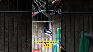 Download lagu KACER ISIAN KAPAS TEMBAK CILILIN mp3