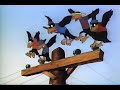 Closing To Dumbo 1986 VHS