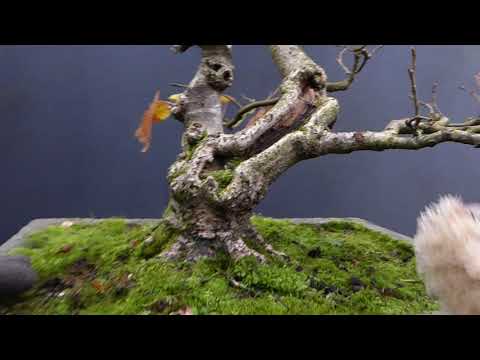 V68: Root Base Cleanup / Tilia Cordata Bonsai / October 2021