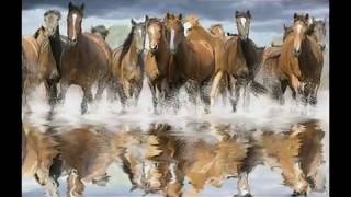 Emmylou Harris- Ballad of a Runaway Horse