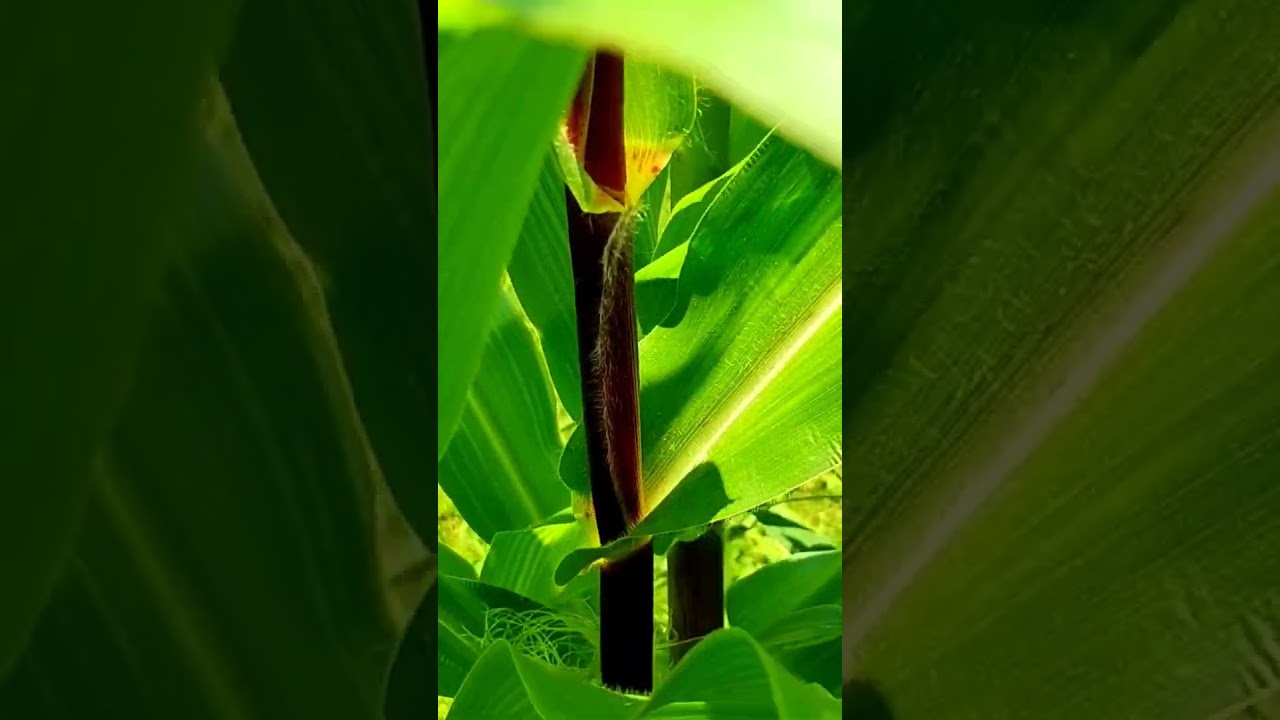 Hand Pollinating Corn #tnog #growingfood #corn #pollinating