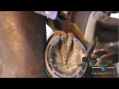 YouTube video about: How to remove a horseshoe without farrier tools?