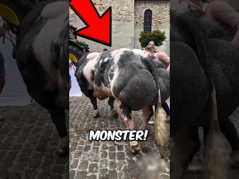 3 STRANGEST Cattle Breeds, You’ll Think They’re FAKE! 😳🐄#AnimalFacts #CattleBreeds #AmazingAnimals