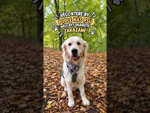 Zakládám psí odbory. 🐶✊ První požadavek? Zrušit vysavače, povinné koupání a omezení počtu večeří!😂