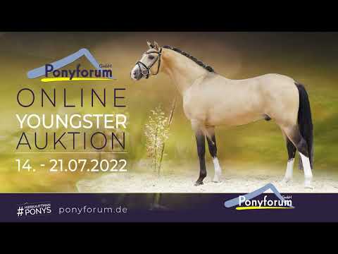 Davinia PP Stute 2019 v. Golden Grey NRW / Dacapo