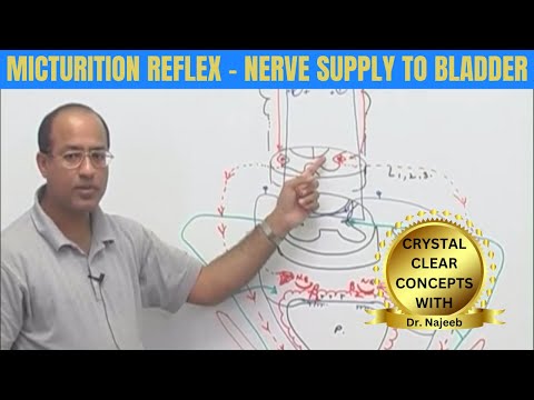 Micturition Reflex | Nerve Supply to Bladder | Micturition Cycle 👨‍⚕️