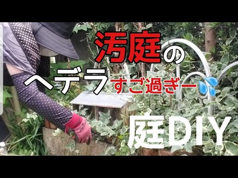 園芸 オオツルニチニチソウ