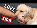 7 Signs That Your Dog Has Imprinted On You Not Every Dog Owner