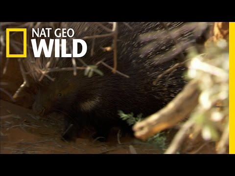 Home Invader | Ultimate Honey Badger