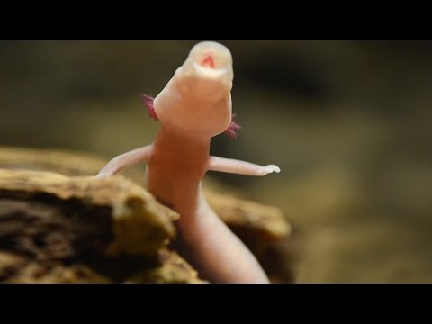 Baby Dragons in Postojna Cave