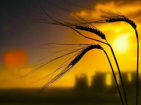 06.Methodology: Line upon Line -Tess Lambert (14-02-2020)