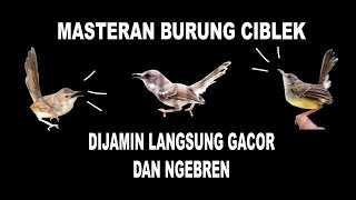 Download lagu MASTERAN BURUNG CIBLEK || DIJAMIN LANGSUNG GACOR DAN NGEBREN mp3