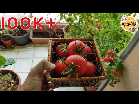 , title : 'My Small Balcony Garden In Dubai | English Subtitle | Balcony garden ideas |Vegetables you must grow'