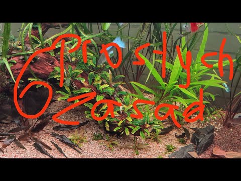 Trouble-free aquarium start-up. Crystal clear water immediately.