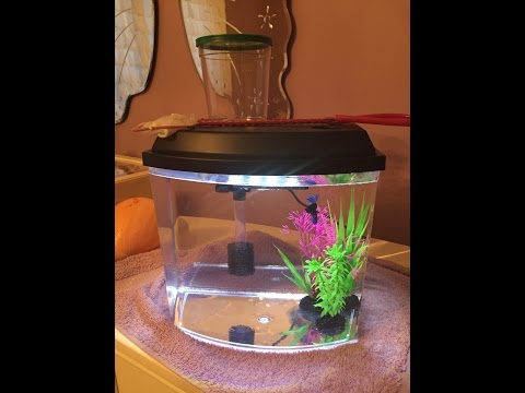 How To Clean Out your Betta Fish's Tank: Part 1