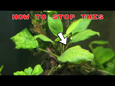 Aquarium 911 Ep 11 – So bekämpfen Sie Algen bei Anubias