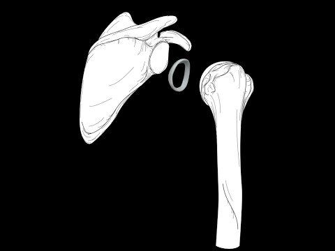 Glenohumeral joint: Structure and actions