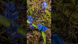 Arrival of Spring | Cinematic Celtic Music #musicshorts #originalmusic #celticmusic #cinematicmusic