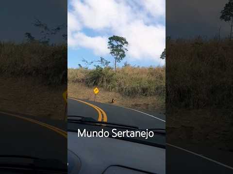 Torrinha/SP #mundosertanejo #viagem #serra #saopaulo #brasil #agro #country #horse #countrygirl #paz