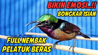 Download lagu SUARA BURUNG KOLIBRI NINJA GACOR FULL NEMBAK ISIAN PELATUK BERAS INI, COCOK BUAT PANCINGAN KONIN mp3