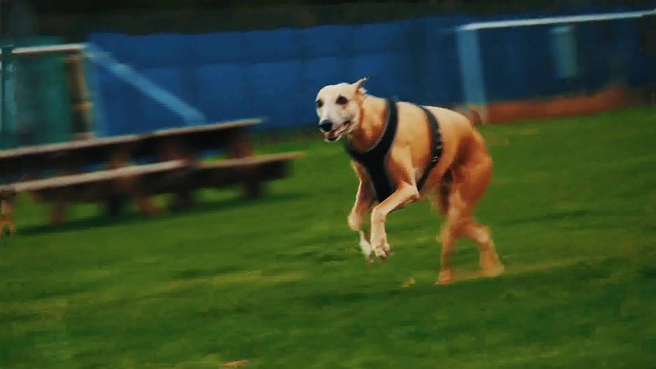 YouTube video preview