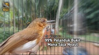 Download lagu SUARA PELANDUK BUKIT GACOR mp3