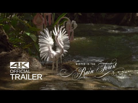 WINTER IN THE RAINFOREST Trailer (2019)