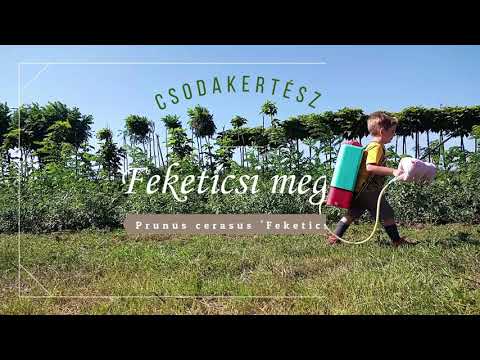 Csodakertész - Feketicsi meggy