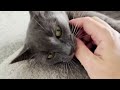 The Gray Female Cat Bites My Hands And Scratches The Door To Leave