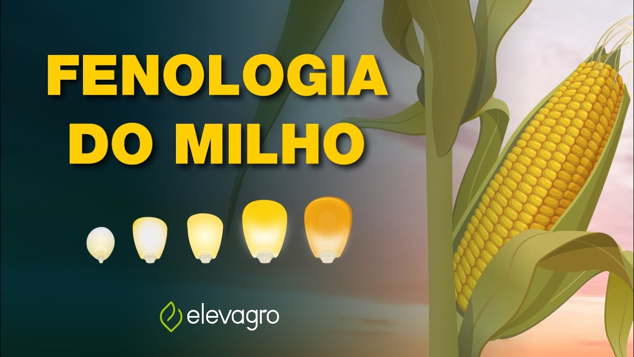 Escala fenológica do milho