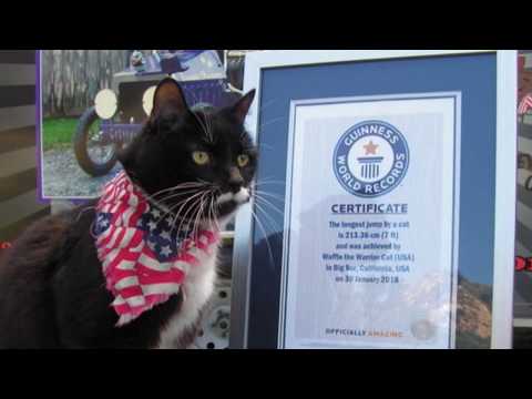 Guinness World Record Longest Cat Jump