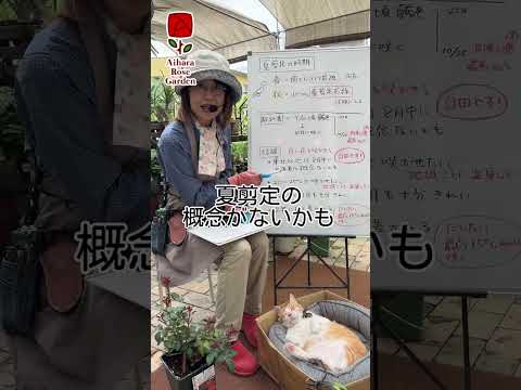 なぜバラの茂みにニンニクを加えるのですか？おばあちゃんが教えた、いい香りのバラを育てるためのヒント  庭園