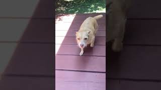 Video preview image #1 Mutt Puppy For Sale in La Verne, CA, USA