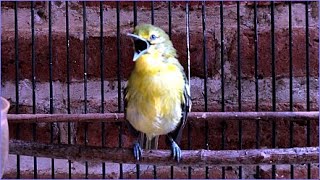 Download lagu (Lenjeh Musim Kawin) Pancingan Suara Burung Sirtu Cipoh Betina Gacor mp3