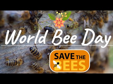 World BEE Day for kids | Miss Ellis 💜 #savethebees 🐝🐝🐝