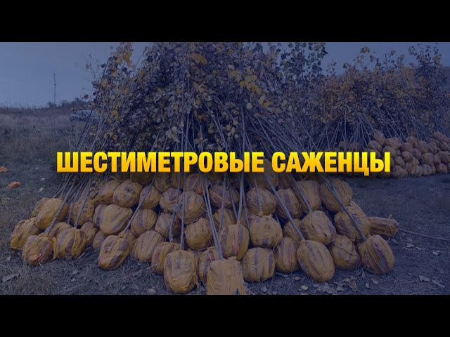 2 тысячи деревьев высадят в Алматы