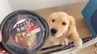 Golden retriever puppy Bisuke tried Toshi Koshi Soba for the first time