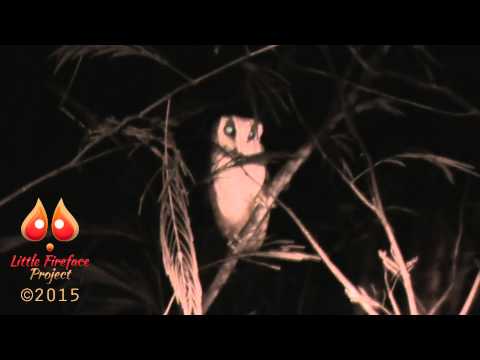 Oriental bay owl in habitat