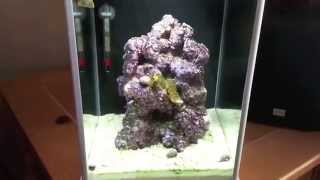 How to setup a Pico Reef Tank - Fluval SPEC 3 - Cleanup crew / GSP update