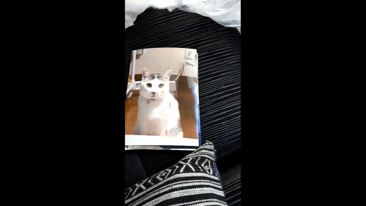 【ねこのバス停】幸せだより♪里親さまが写真を持ってきてくれました🙏