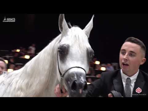 N 20 GHARAAM AF   Paris 2019   Yearling Fillies Class 1B