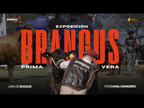 EXPO BRANGUS PRIMAVERA 2026 - JURA DE BOZALES -  EN VIVO POR CANAL GANADERO